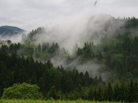 Living mountain forests