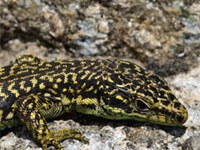 European Red List of Reptiles