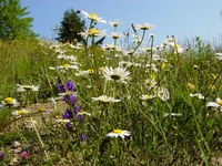 Renforcer la biodiversité dans les Alpes
