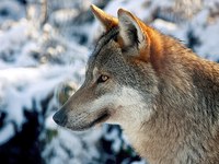 Le Loup (Canis lupus)