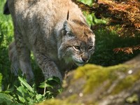 Le Lynx (Lynx lynx)