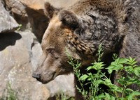 L'Ours (Ursus arctos)