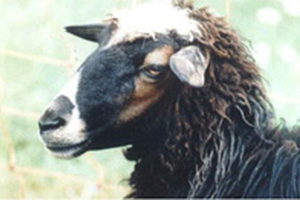 Première rencontre de coordination consacrée au mouton Bovska