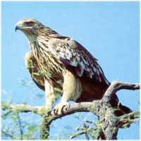 Partenariat Alpes - Carpates