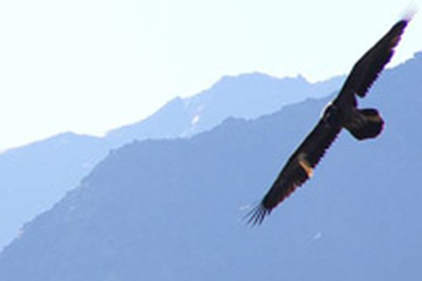 Echange transalpin dans le domaine de la recherche sur les espaces protégés