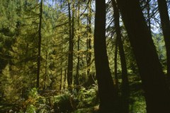 France : un programme pour mille nouvelles chaufferies bois dans les communes