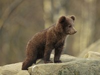 Séminaire pour une gestion active de la population d'ours