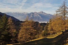 Journées européennes de la Forêt de montagne