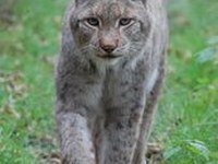 De grands prédateurs plus ou moins bien accueillis