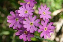 Disparition d'espèces dans les marais suisses