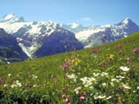 Le compte-à-rebours pour la biodiversité a commencé !