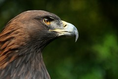 Taux de nidification modeste pour les aigles royaux