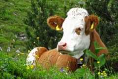 Vaccination facultative contre la maladie de la langue bleue