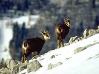 Nouvelle publication : Mountain Biodiversity and Climate Change