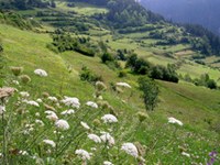 Des feux pour les prairies fleuries