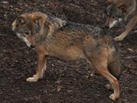 Expédition alpine : une marche pour les réseaux écologiques