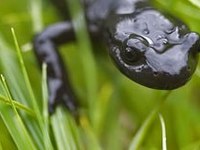 Quels sont les points communs entre les Alpes juliennes de Slovénie et le Salève ?