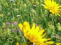 La biodiversité est sur toutes les lèvres