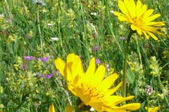 La biodiversité est sur toutes les lèvres