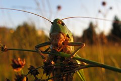 Le prix Binding a été attribué à Sur/CH et à Krumbach/A