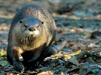 Le retour de la loutre dans les Alpes