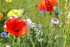 Valoriser la biodiversité des espaces agricoles