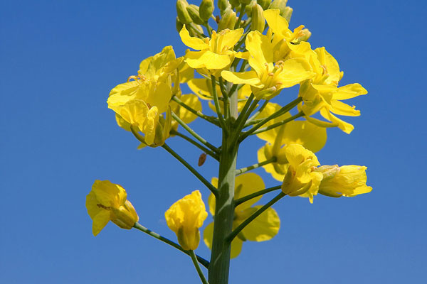 OGM : un passager inquiétant dans les Alpes