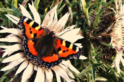 Le Réseau de communes protège la nature