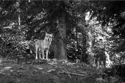 Coadaptation entre humains et loups