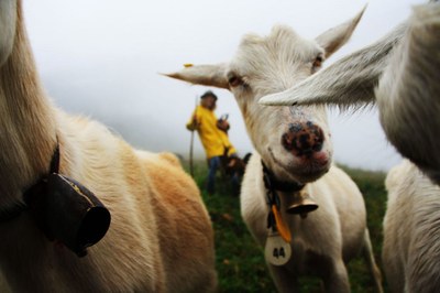 Comment protéger les animaux de ferme et les loups ?