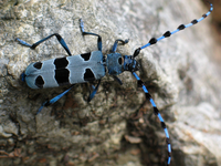 Élémentaires et menacés