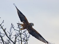 Faune sauvage, changement climatique et plomb de chasse