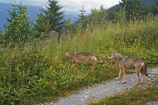 La chasse du loup évitée de justesse