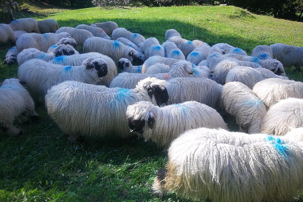 La Suisse rejette la loi sur la chasse