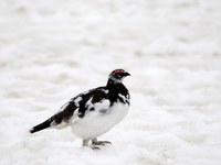 Moins d’habitats, d’autres voies de migration