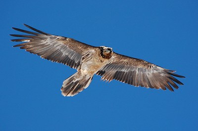Naissance de poussins en France et en Autriche