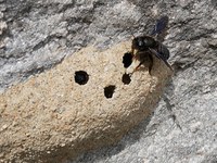 Des paradis pour les abeilles