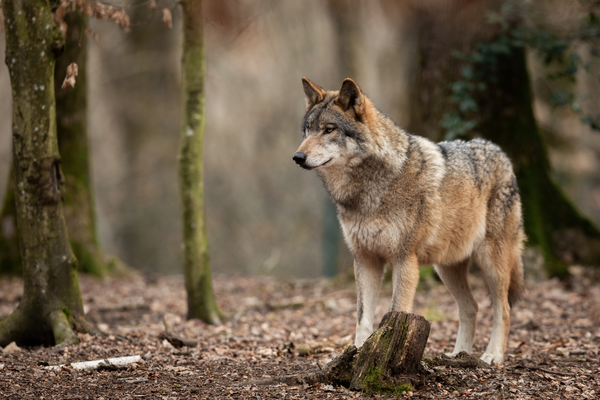 Projets européens controversés : le statut de protection du loup risque d’être abaissé