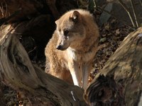 Quand les loups se déplacent