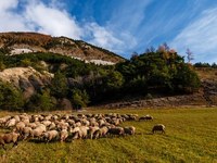 Speci'Alps - CIPRA France investit la question de l’avenir du pastoralisme