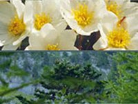 Biodiversité alpine 27/2013