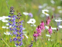 Fioriscono: I Campionati delle praterie