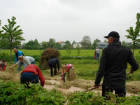 Terreno sciolto grazie alle patate
