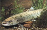 Misure di protezione ambientale per l'Alto Reno e il Lago di Costanza