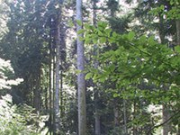 Dalle costruzioni in legno ai bendaggi de fieno - Oltre alle risorse naturali, il tesoro delle Alpi sono le capacità e l'impegno delle persone