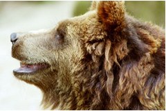 Piano di gestione per gli orsi bruni