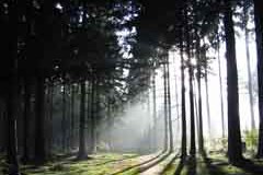 Reti forestali per lo scambio di sapere