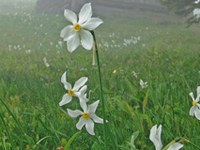 Protezione dei narcisi nelle Caravanche