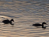 Il cambiamento climatico lascerà le Alpi all'asciutto?