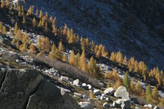 Conseguenze dei cambiamenti climatici in Austria